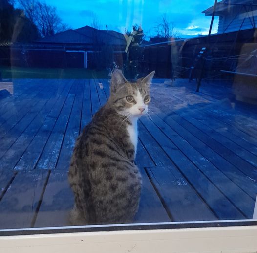 May be an image of cat