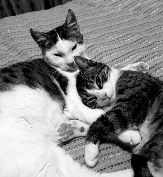 May be a black-and-white image of 1 person and cat