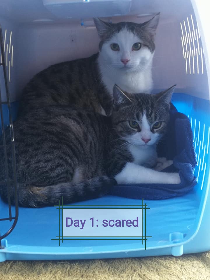 Update: my cats are dicks