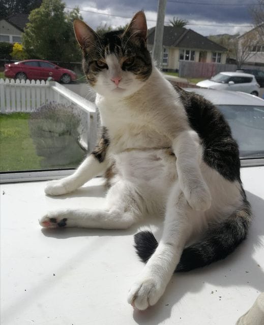 Crackers, our late family cat