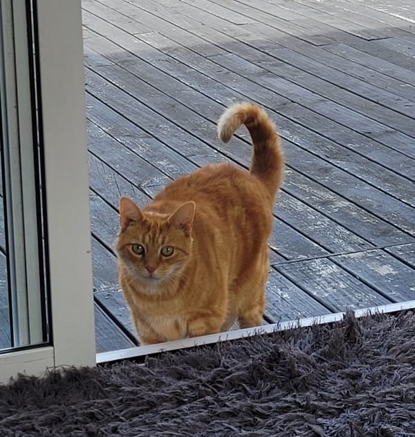 A Christmas miracle with a bad photo